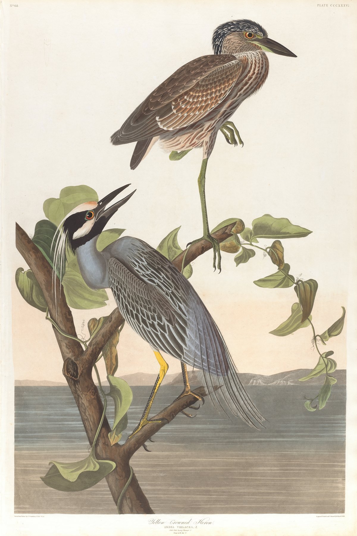 باكدج 425 لوحة طيور أودوبون (Audubon) للطباعة والديكور - الصورة 2