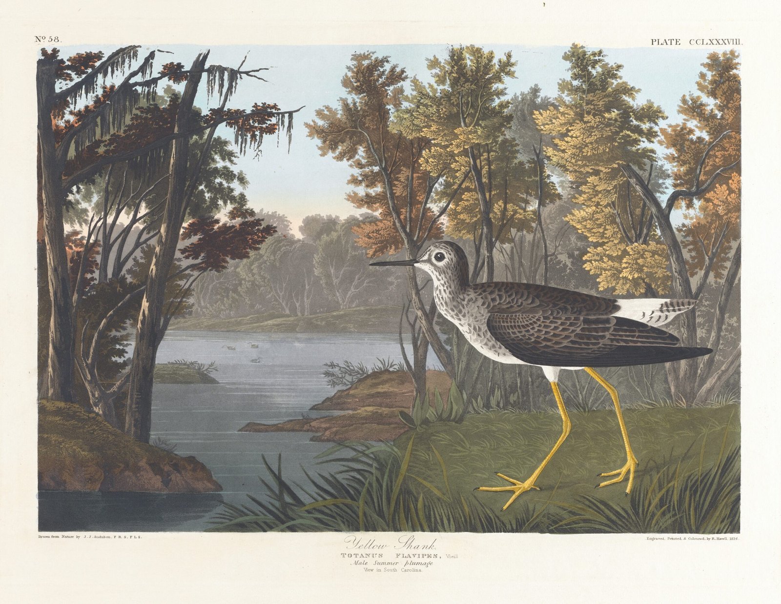 باكدج 425 لوحة طيور أودوبون (Audubon) للطباعة والديكور - الصورة 3